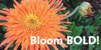 Bloom BOLD!